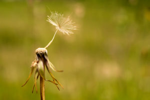 Einzelne Samenschirm des Wiesen-Bocksbart (Tragopogon pratensis) Einzelne Samenschirm des Wiesen-Bocksbart (Tragopogon pratensis)